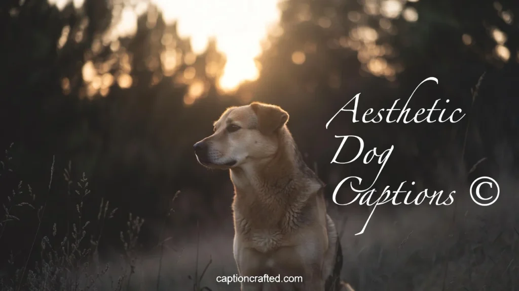 Aesthetic Dog Captions for Instagram