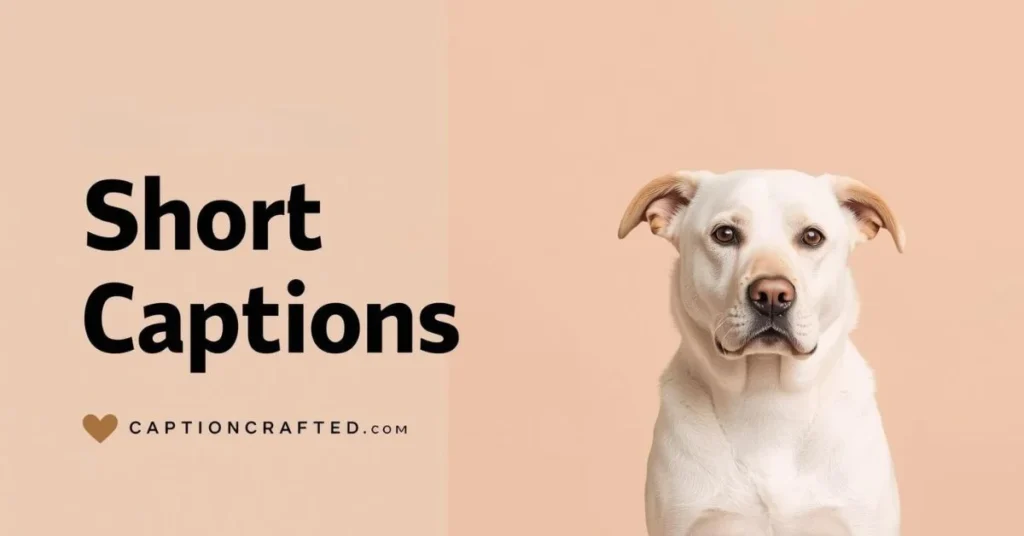 Short Dog Captions for Instagram