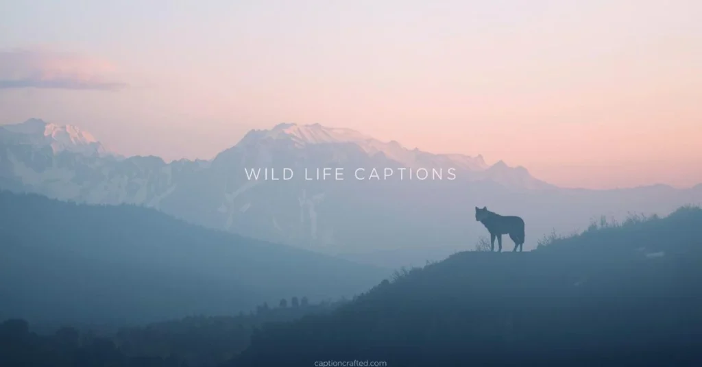 Aesthetic Wild Life Captions for Instagram