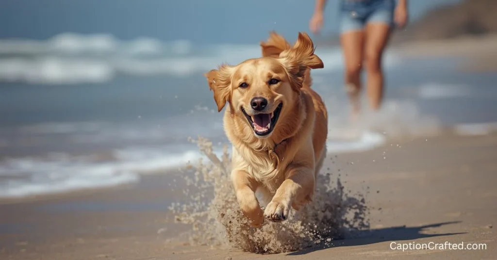 Dog Beach Instagram Captions