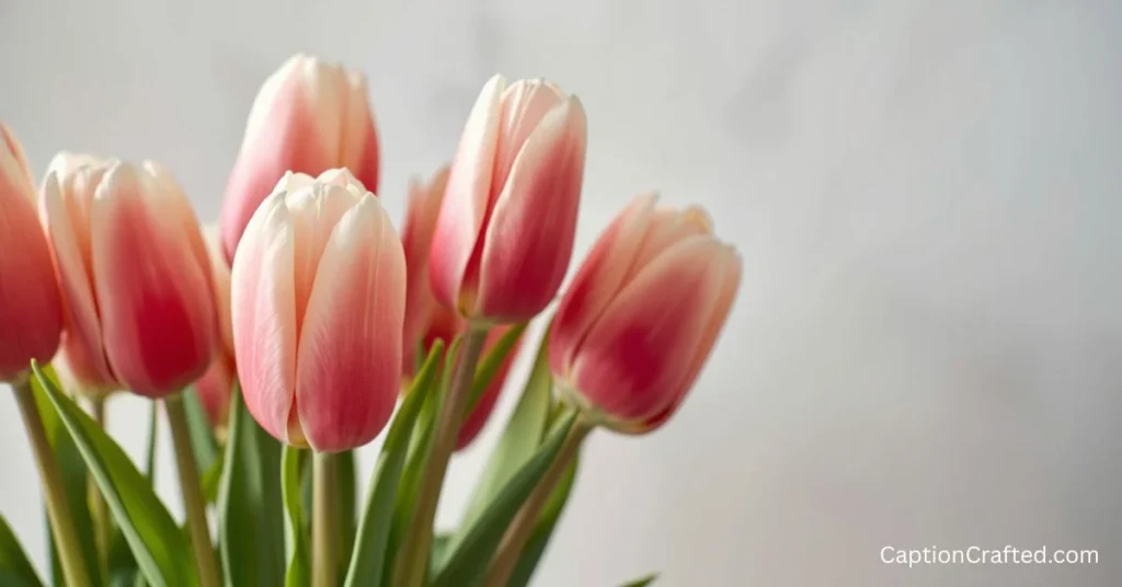 Short Tulip Instagram Captions