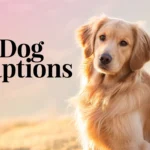 dog captions for instagram